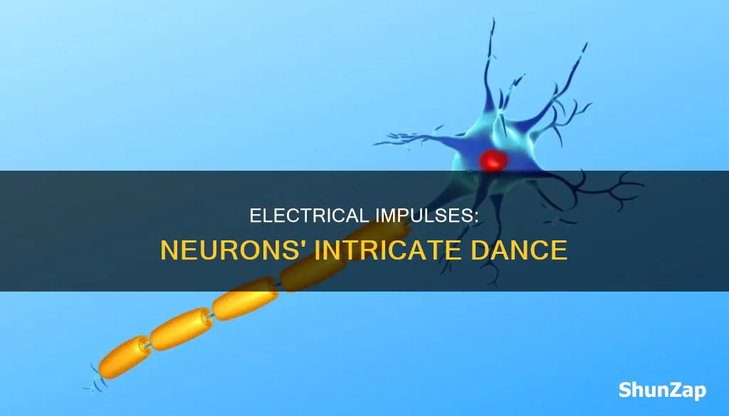 how electrical impulses created in neuron cell