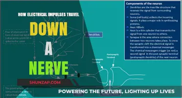 Electrical Impulses: Nerve Journey and Function