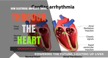 Electrical Impulses and the Heartbeat: Understanding the Rhythm
