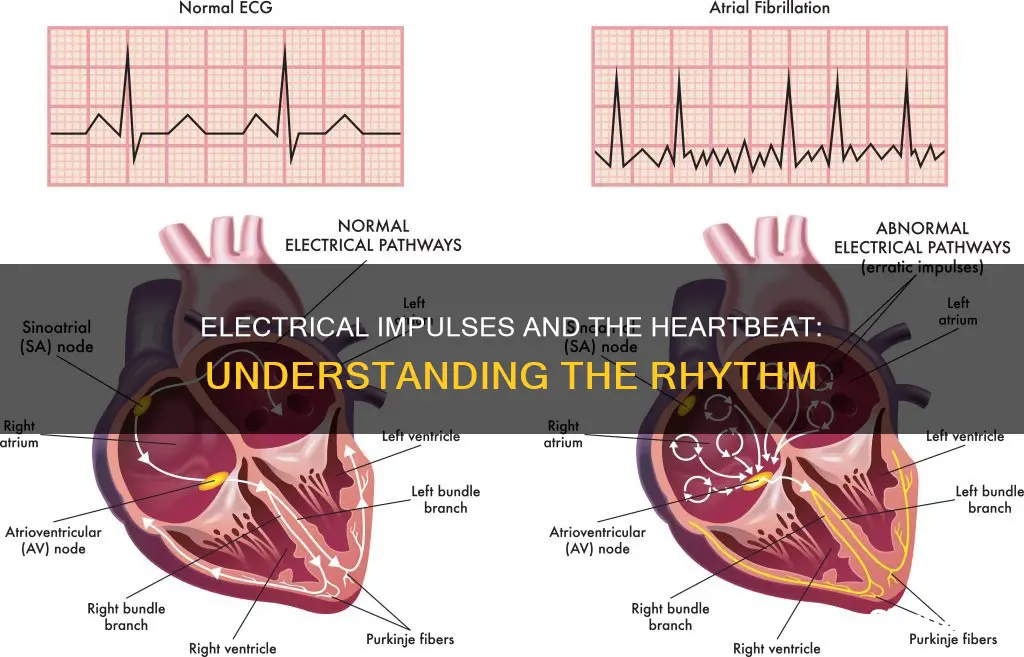 how electrical impulses travel through the heart