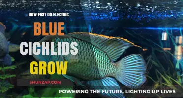 The Growth of Electric Blue Cichlids: How Fast?