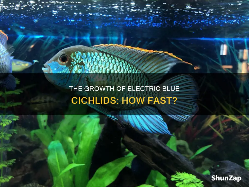 how fast do electric blue cichlids grow