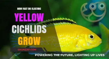 Growth Rates of Electric Yellow Cichlid Fish