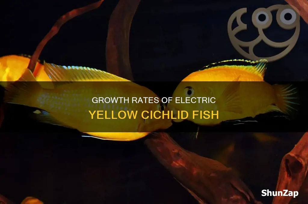 how fast do electric yellow cichlids grow