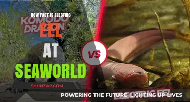 Electric Eels at SeaWorld: How Fast Can They Go?