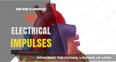 Electric Heart: The Electrical Impulses Controlling Our Heartbeat