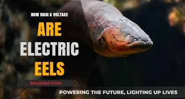 Electric Eels: Nature's High-Voltage Threat