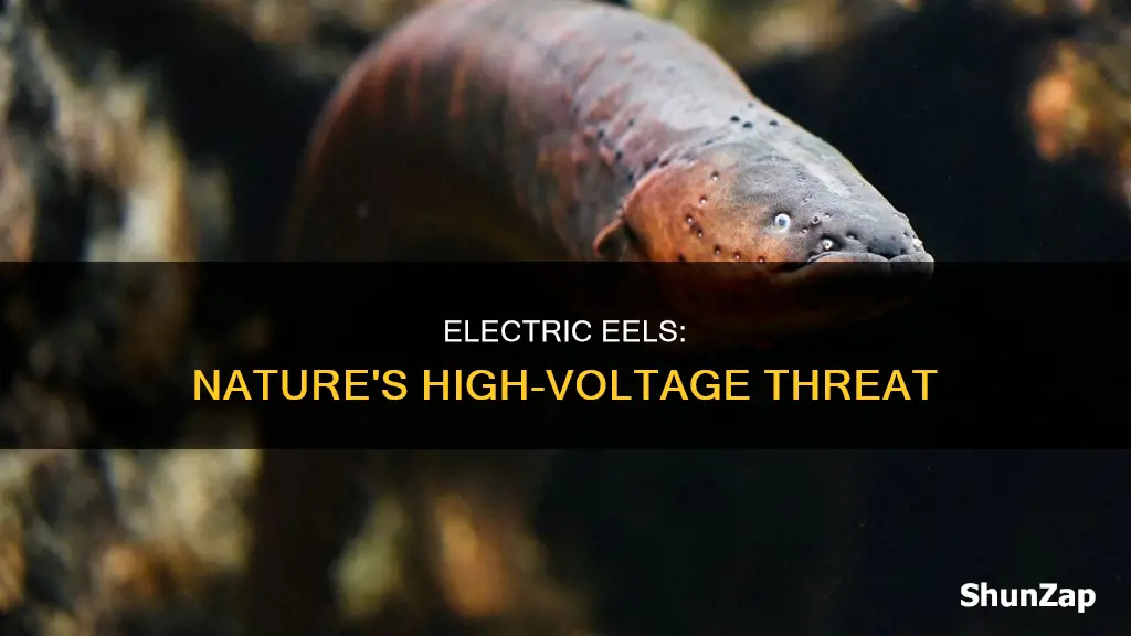 how high a voltage are electric eels