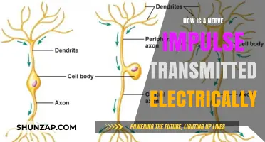 Electric Nerve Impulses: Understanding the Body's Electrical Transmission