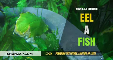 Electric Eels: Fish with a Shocking Secret