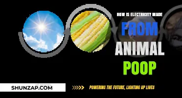 Converting Animal Waste to Electricity: The Process