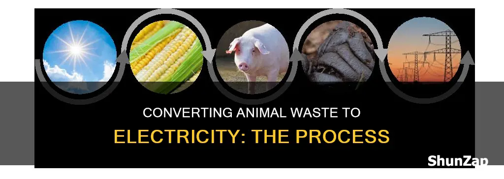 how is electricity made from animal poop