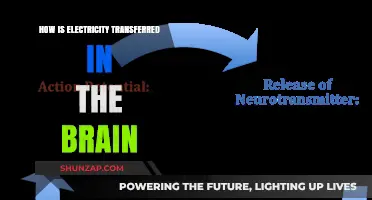 Electric Brain: How Neurons Transfer Electrical Charges