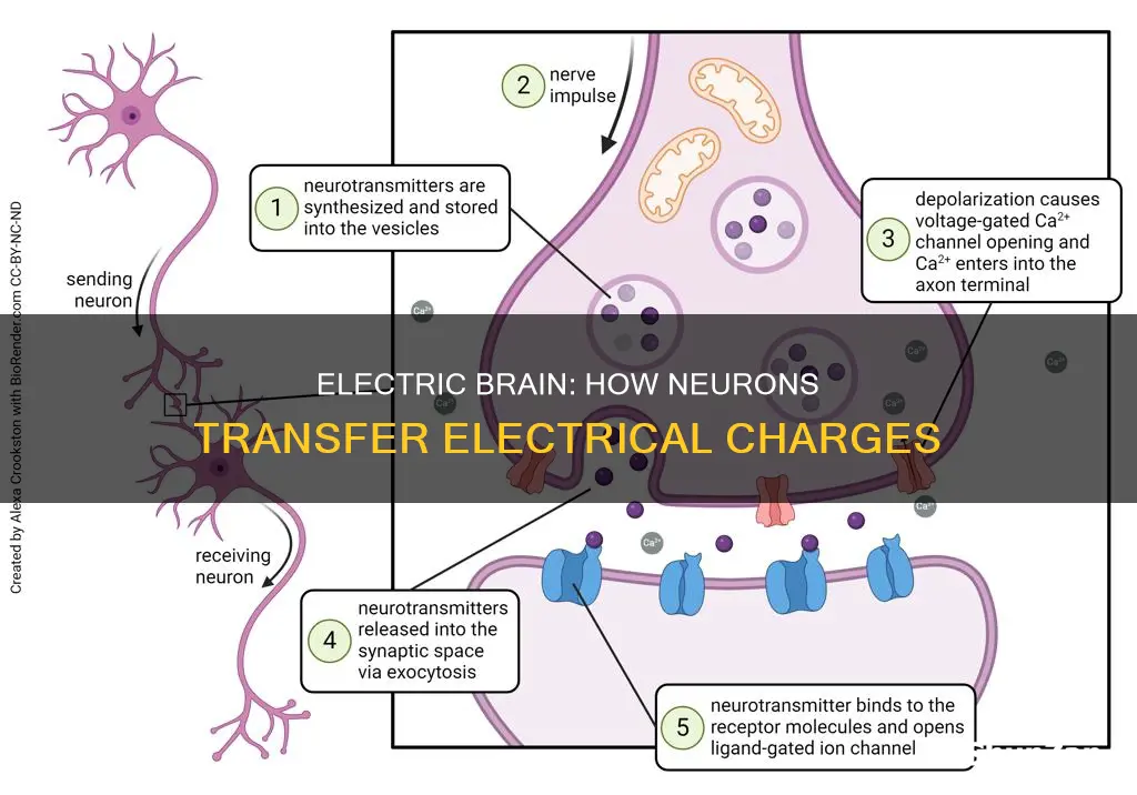 how is electricity transferred in the brain