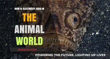 Electricity in Nature: How Animals Harness and Use Electric Power