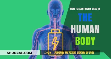 Electricity in the Human Body: Functions, Processes, and Significance