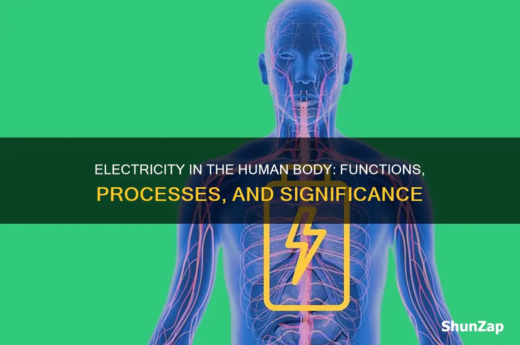 how is electricity used in the human body