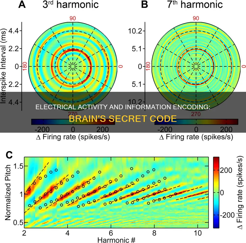 how is information encoded in electrical activity