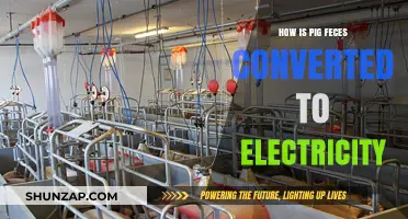 Pig Waste: Powering a Green Revolution