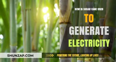 Sugar Cane Power: How This Sweet Crop Generates Electricity