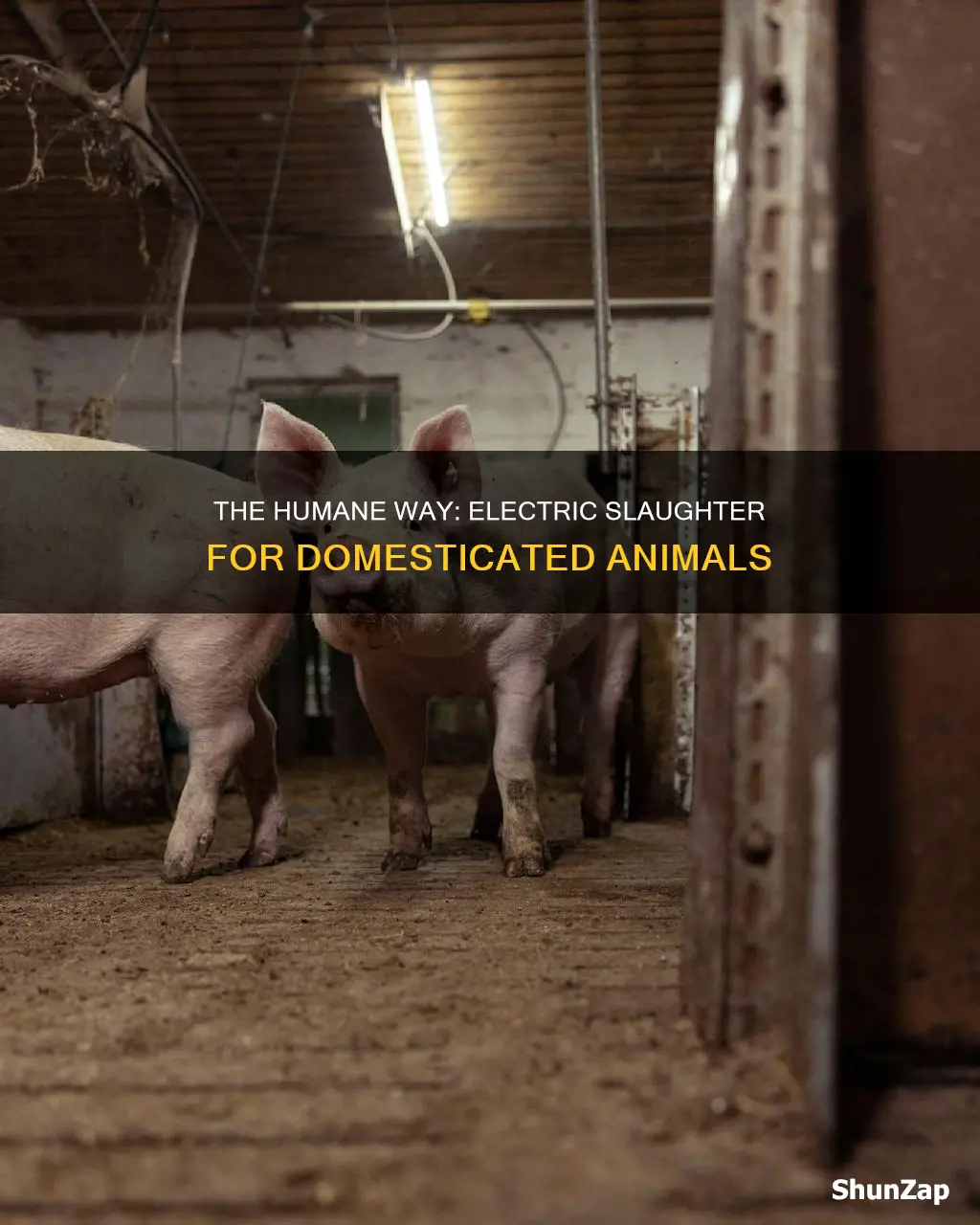 how kill domesticate animals in slaughterhouse electrical