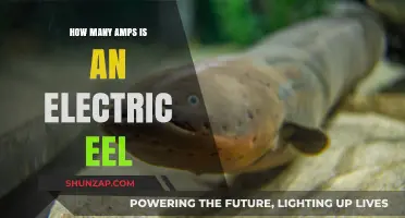 Electric Eels: Powerful Amps in Water