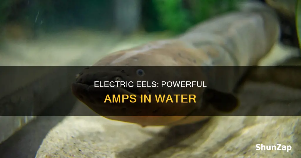 how many amps is an electric eel