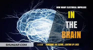 Electrical Impulses in the Brain: How Many?