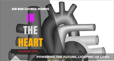 Electrical Pathways in the Heart: A Complex Network