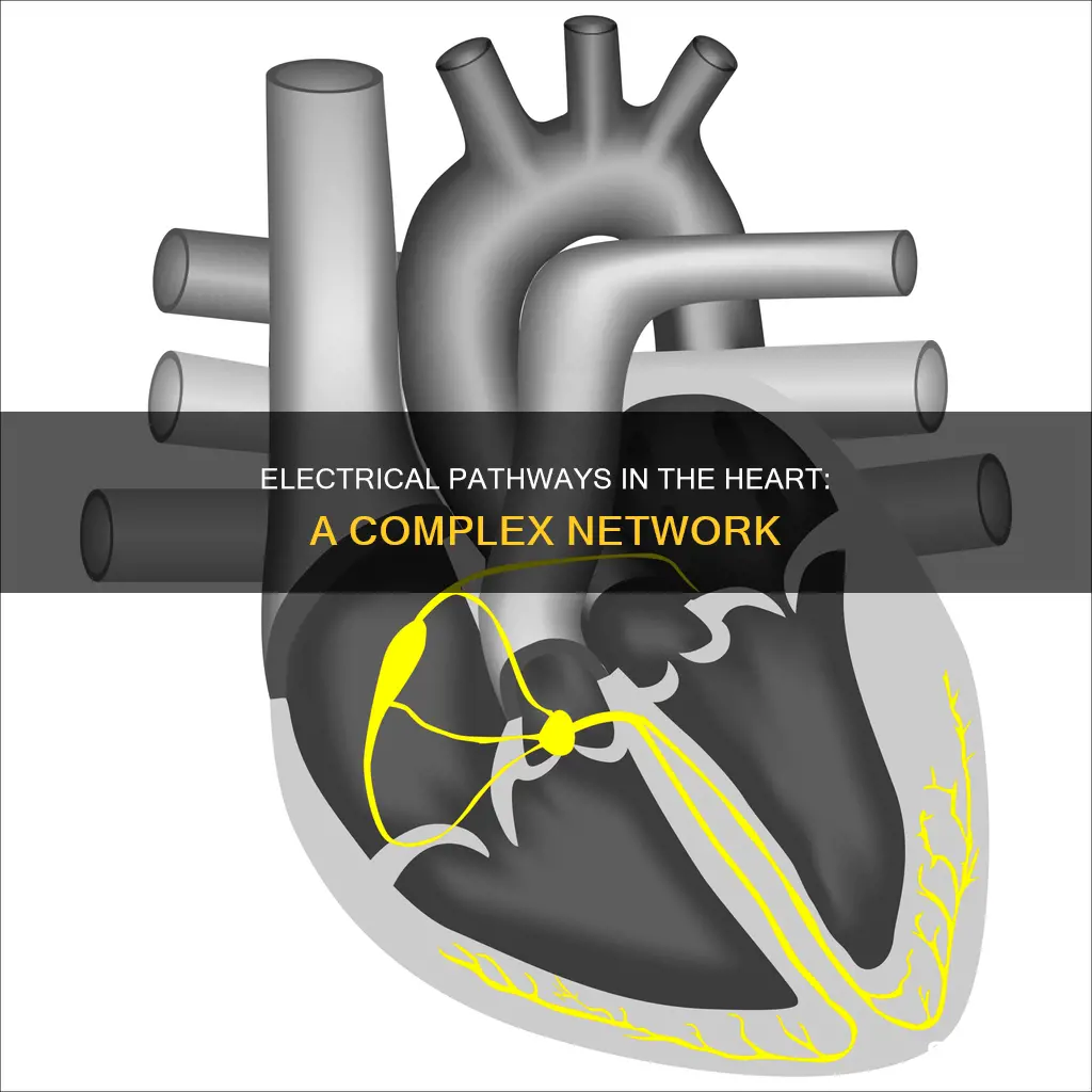 how many electrical pathways in the heart
