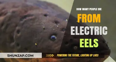 Electric Eels: Nature's Shocking Assassins