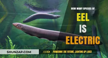 Electric Eels: How Many Species Shock and Surprise?