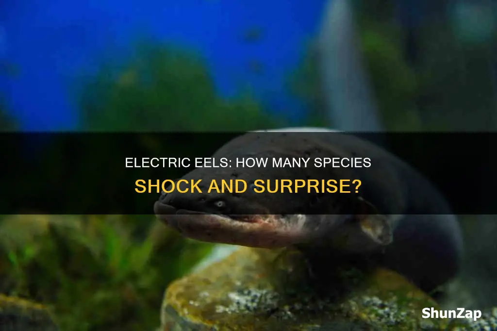 how many species of eel is electric