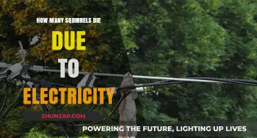 Squirrels and Electricity: A Deadly Combination