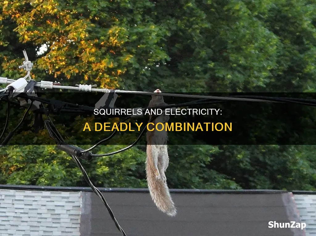 how many squirrels die due to electricity