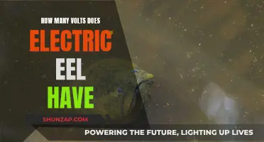 Electric Eels: Nature's Volts of Power