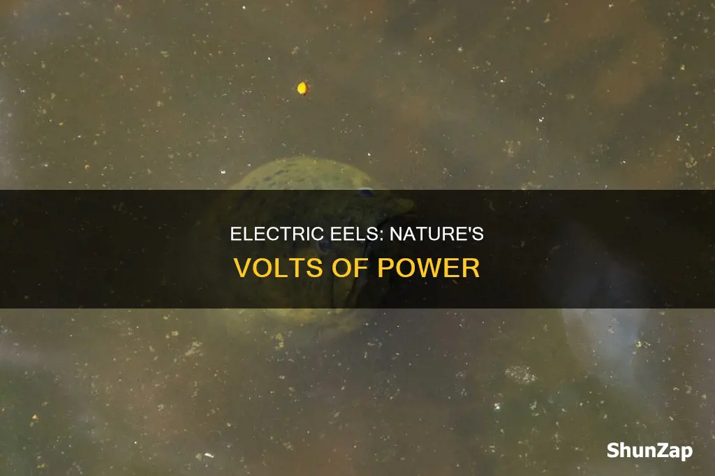 how many volts does electric eel have