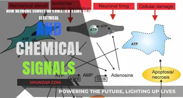 Decoding the Language of Neurons: Electrical and Chemical Signaling