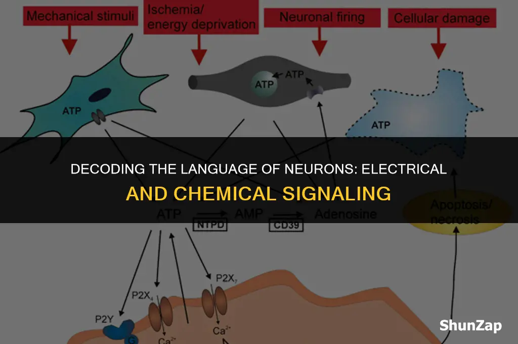 how neurons convey information using both electrical and chemical signals