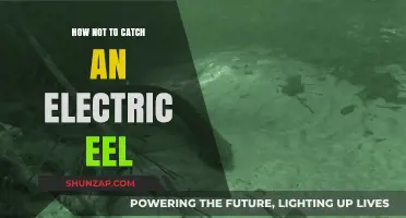 Avoid Electric Eels: Stay Safe, Stay Dry
