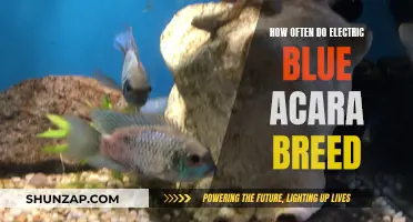 Electric Blue Acaras: Breeding Patterns and Cycles Explored