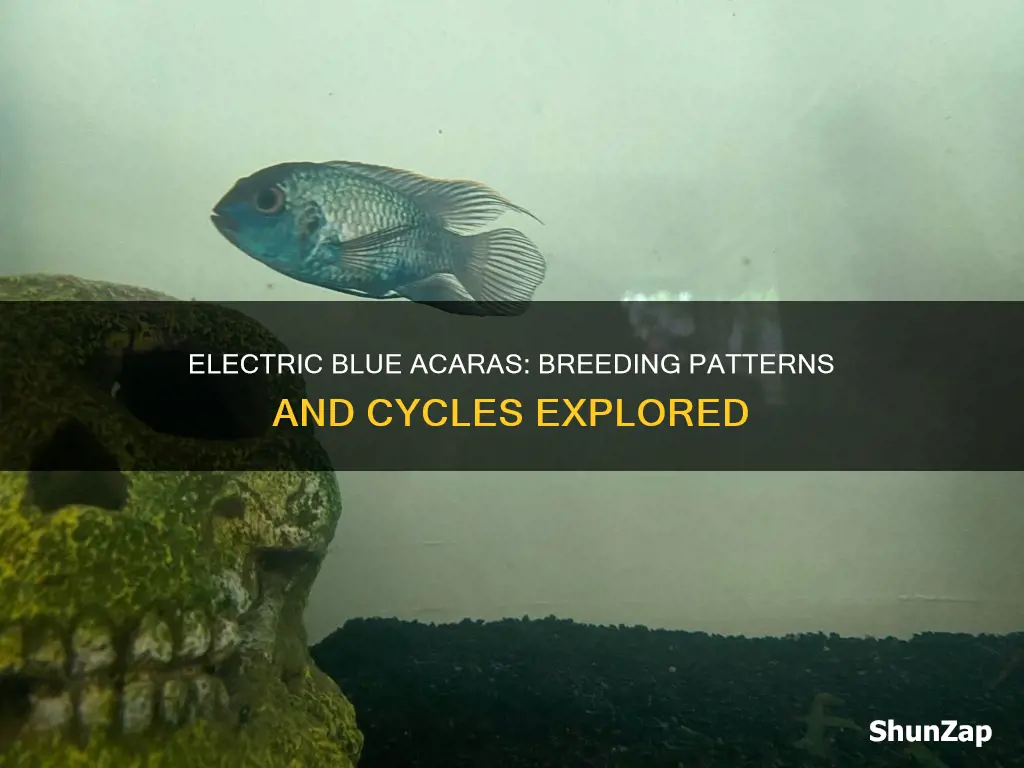 how often do electric blue acara breed