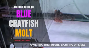 The Molting Patterns of Electric Blue Crayfish