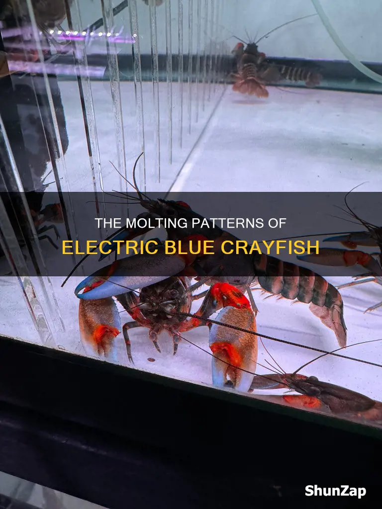 how often do electric blue crayfish molt