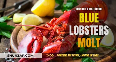 Electric Blue Lobsters: Molting Frequency and Growth Secrets