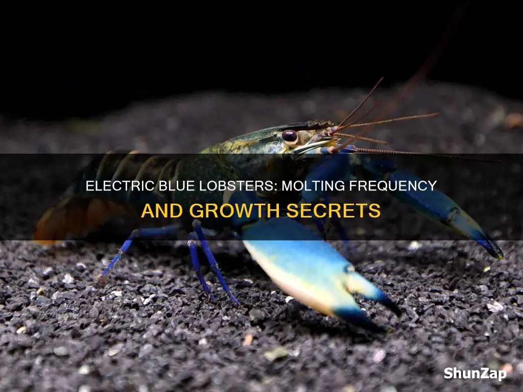 how often do electric blue lobsters molt