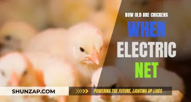 Electric Netting: Safeguarding Chickens from Predators as They Grow