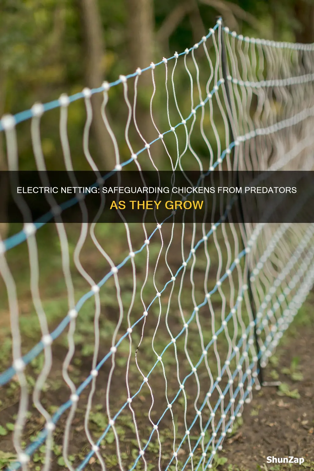 how old are chickens when electric net