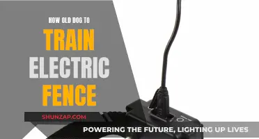 Training Older Dogs: Electric Fence Safety
