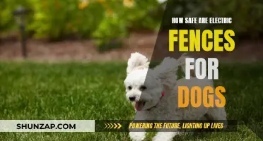 Electric Fences for Dogs: Are They Safe or Not?